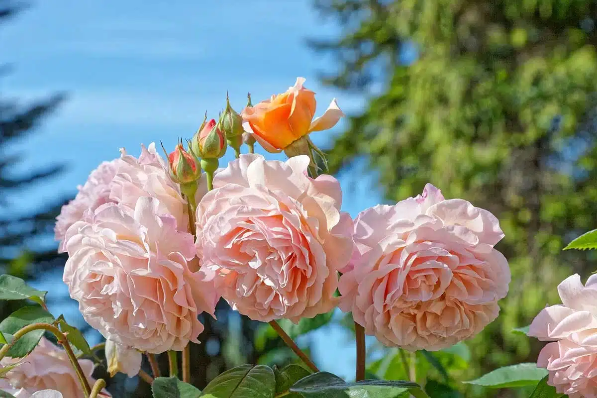 Guide complet pour entretenir un rosier en pot : astuces de plantation, floraison et soins essentiels